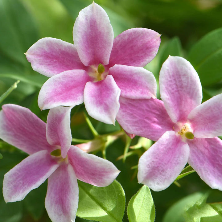 Pink Climbing Jasmine Flower Seeds for Planting – Heirloom Non-GMO High Germination Organic Garden Seeds