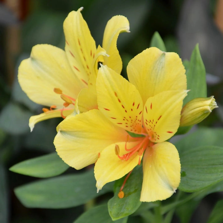 Giant Alstroemeria Flower Seeds Yellow – Heirloom, Non-GMO, High Germination