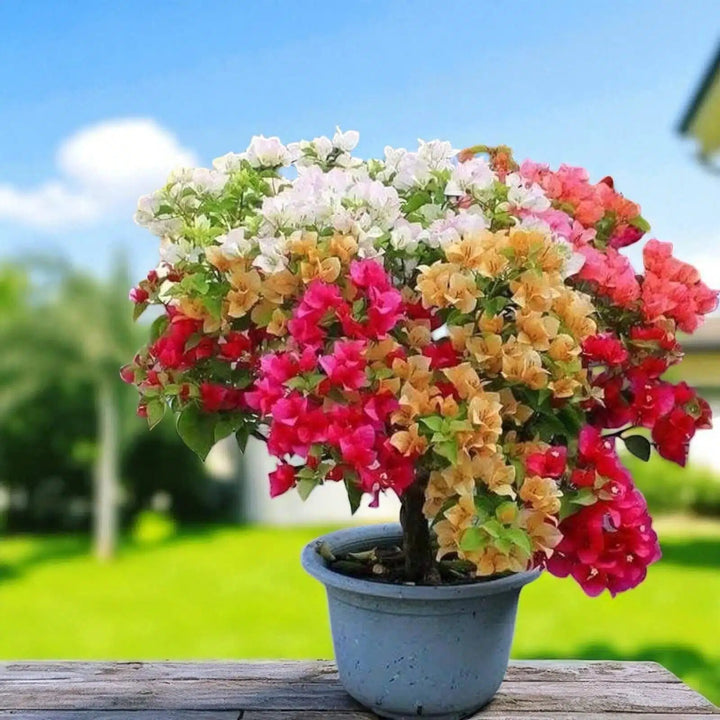 Semillas de flores de Buganvilla Spectabilis mixta – Semillas tradicionales, sin OMG