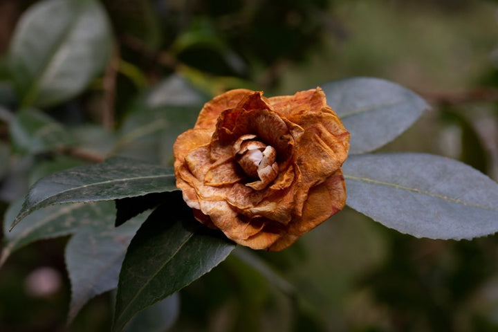 Camellia Flower Seeds Brown – Heirloom, Non-GMO, High Germination Seeds for Planting, Organic Garden Seeds
