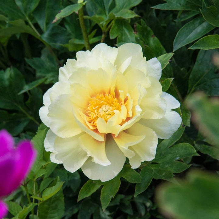 Yellow Bartzella Flower Seeds for Planting – Heirloom Non-GMO High Germination Organic Garden Seeds