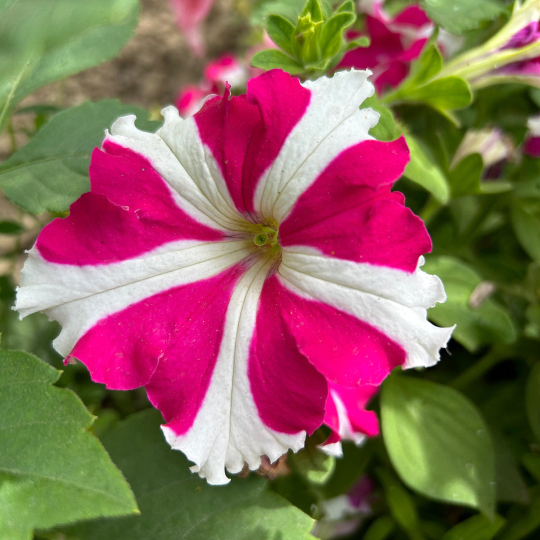 petunia ultra flower seeds