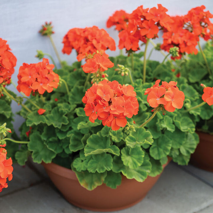 Geranium Flower Seeds Orange – Heirloom, Non-GMO, High Germination Seeds