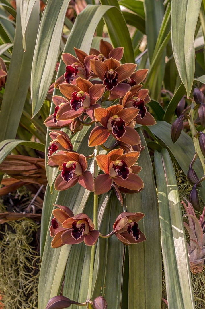 Brown Orchid Flower Seeds for Planting – Heirloom, Non-GMO, High Germination Seeds