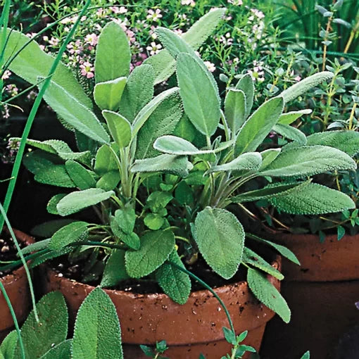 organic sage flower seeds