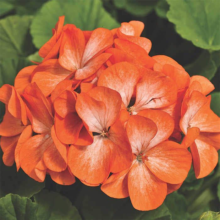 Orange Geranium Flower Seeds – Heirloom, Non-GMO, High Germination Seeds