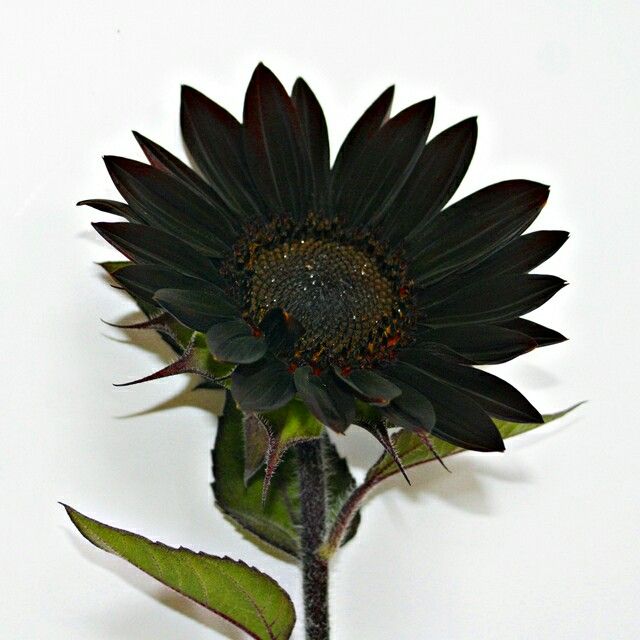 Black Sunflower Flower Seeds for Planting – Heirloom Non-GMO Organic Garden Seeds