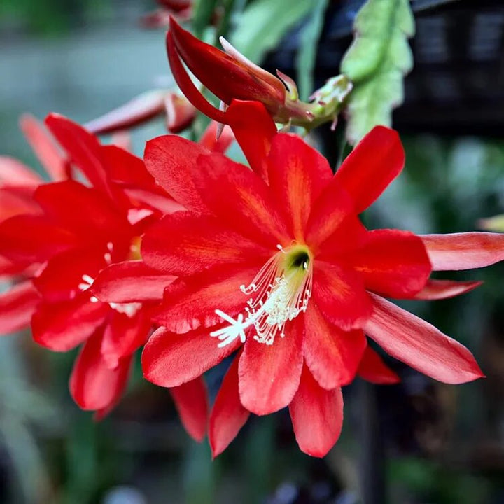 Red Epiphyllum Oxypetalum Flower Seeds – Heirloom Non-GMO High Germination