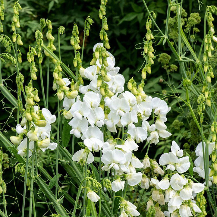 Giant Lathyrus Flower Seeds White – Heirloom, Non-GMO, High Germination Seeds