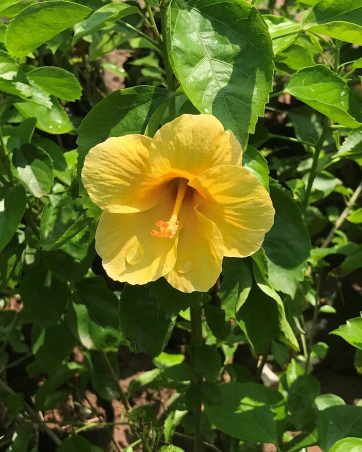 Hibiscus Flower Seeds Yellow – Heirloom, Non-GMO, High Germination Seeds
