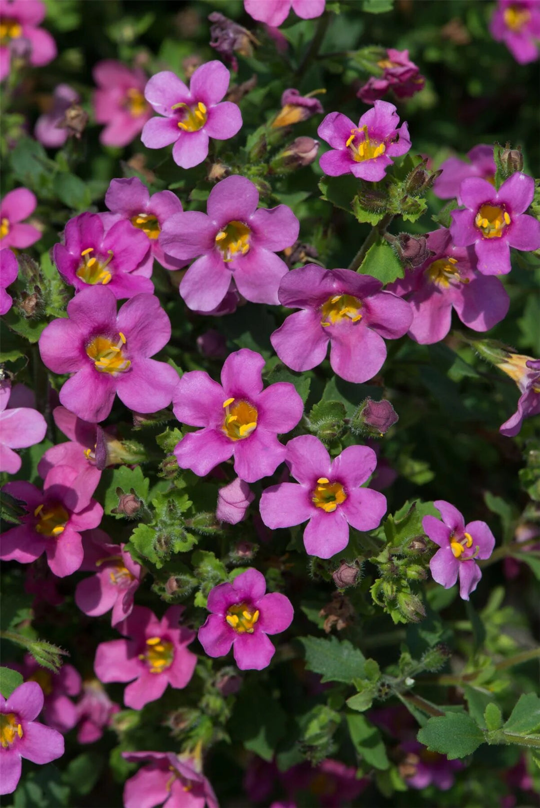 Pink Bacopa Flower Seeds for Planting – Heirloom Non-GMO High Germination Organic Seeds