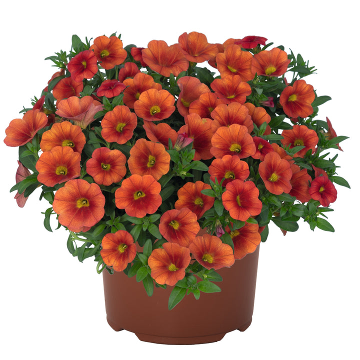 Calibrocha Flower Seeds Brown – Heirloom, Non-GMO, High Germination, Organic Garden Seeds