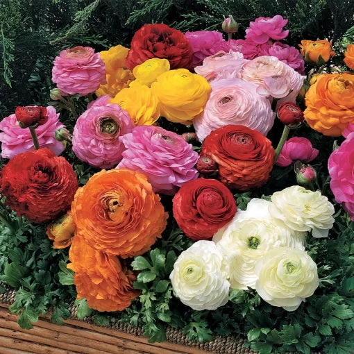 ranunculus blend flower seeds