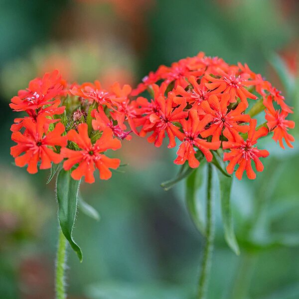 Lychnis Flower Seeds Red – Heirloom, Non-GMO, High Germination Seeds