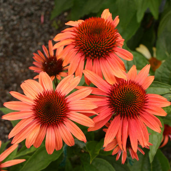 Orange Erigeron Flower Seeds - Heirloom Non-GMO High Germination Seeds for Planting