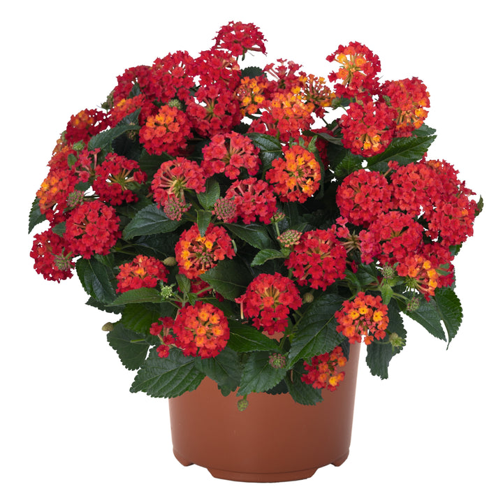 Red Lantana Flower Seeds – Heirloom, Non-GMO, High Germination Organic Garden Seeds for Planting