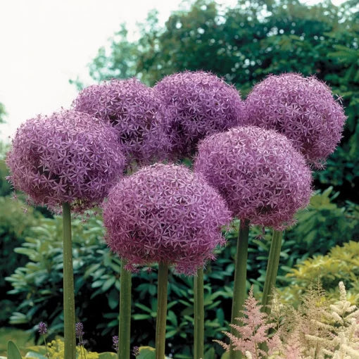 purple globemaster flower seeds