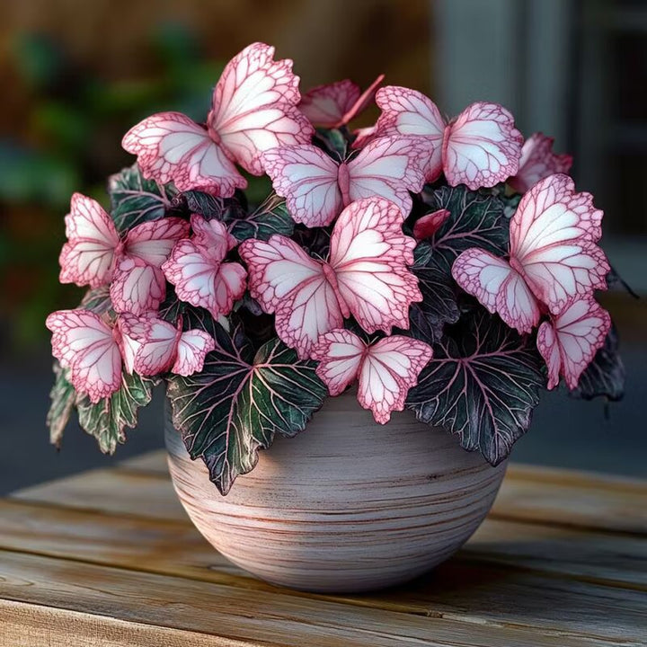 Moonlight Butterfly Begonia Pink/White Seeds for Planting, Heirloom Non-GMO, Organic Garden Seeds High Germination