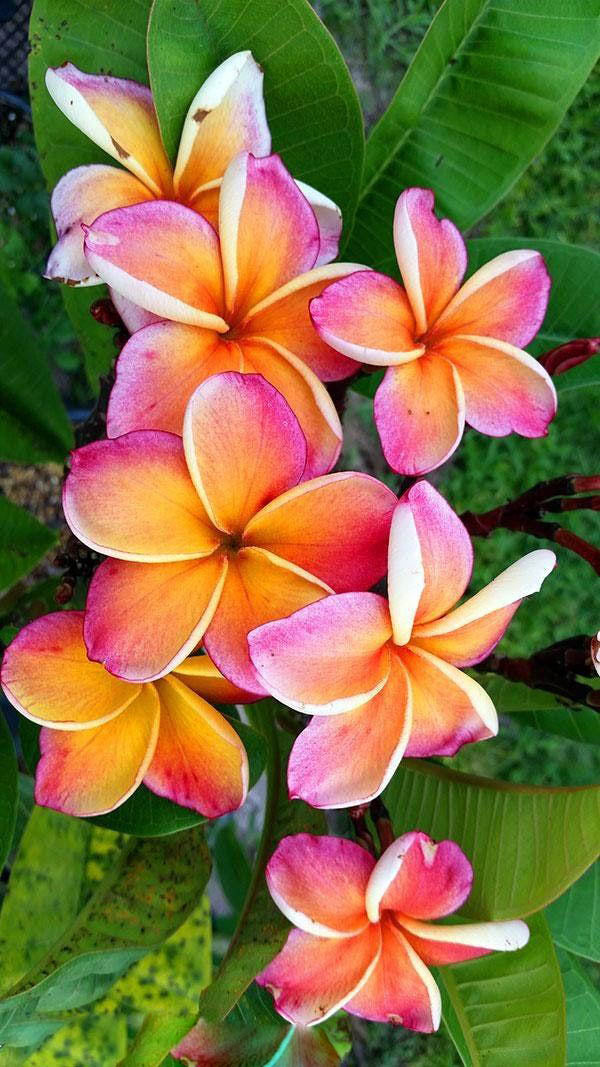 Orange Pink Plumeria Flower Seeds – Heirloom, Non-GMO, High Germination Seeds