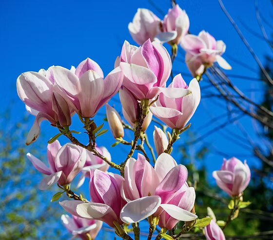 Semillas de flor de magnolia rosa blanca – Cimarrón, sin OGM, semillas de alta germinación