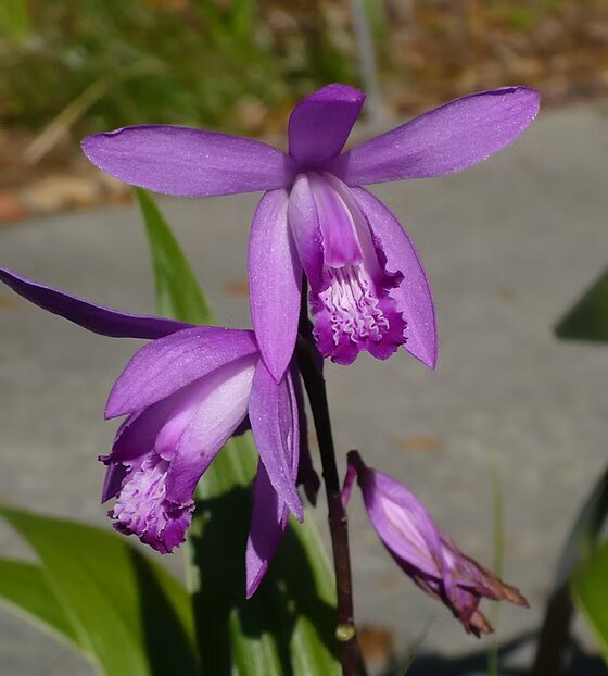 Bletilla Flower Seeds – Heirloom, Non-GMO, High Germination Seeds for Planting