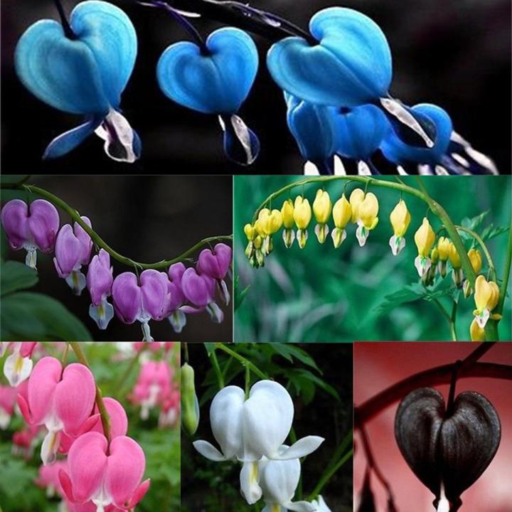 Mixed Bleeding Heart Flower Seeds for Planting – Heirloom Non-GMO Organic Garden Seeds