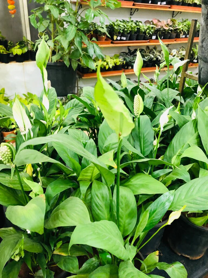 Green Spathiphyllum Lily Plant Seeds – Heirloom, Non-GMO, High Germination Seeds