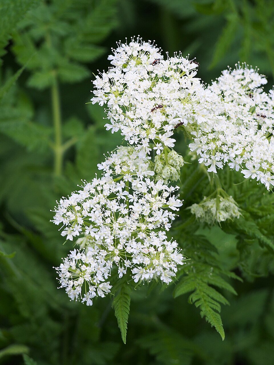 White Cicely Flower Seeds – Heirloom, Non-GMO, High Germination Seeds