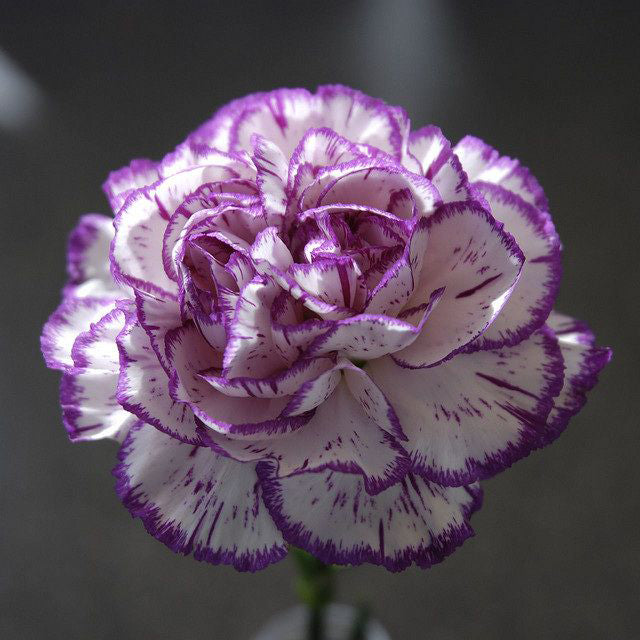 White Purple Carnation Flower Seeds for Planting – Heirloom Non-GMO High Germination Seeds Seeds for Planting Organic Garden Seeds