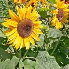 black peredovik flower seeds