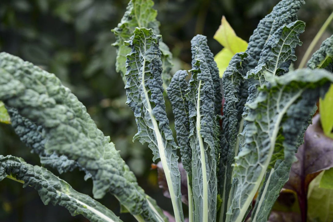 Kale Cavolo herb seeds