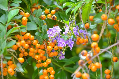 Duranta Flower Seeds – Heirloom, Non-GMO, High Germination Organic Garden Seeds