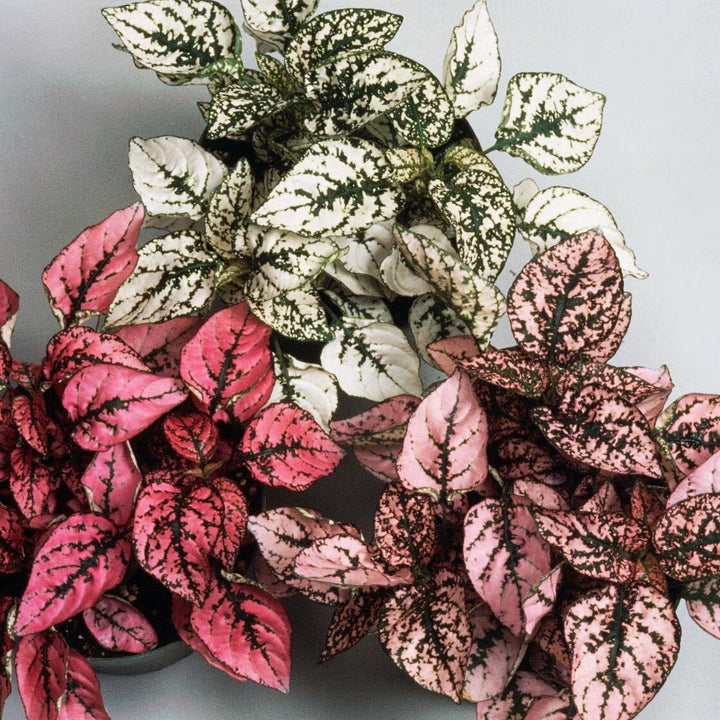 Hypoestes Flower Seeds Mixed – Heirloom, Non-GMO, High Germination Seeds