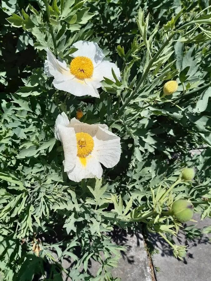 White Coulteri Flower Seeds – Heirloom Non-GMO High Germination Seeds