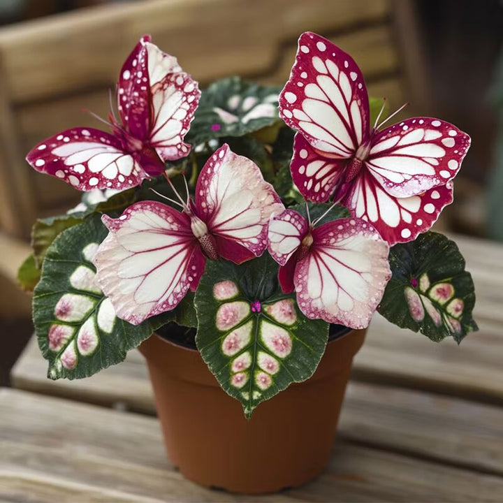 Moonlight Butterfly Begonia Flower Seeds – Heirloom Non-GMO High Germination Seeds
