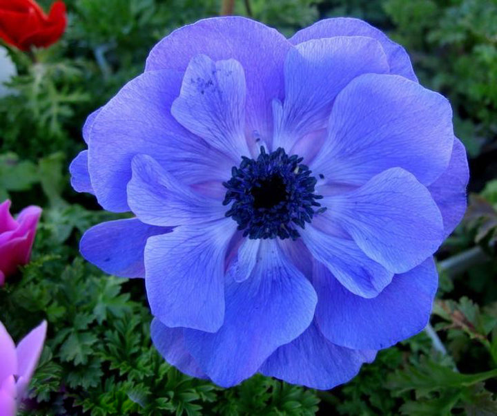 Blue Anemone Flower Seeds for Planting – Heirloom Non-GMO High Germination Organic Seeds