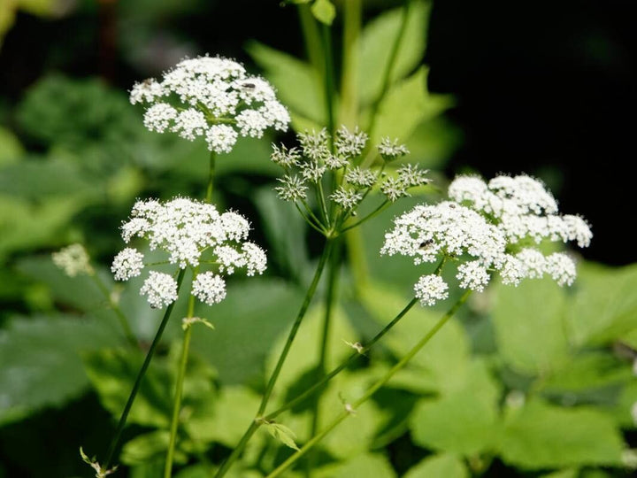 Aegopodium Flower Seeds for Planting – Heirloom Non-GMO High Germination Organic Garden Seeds