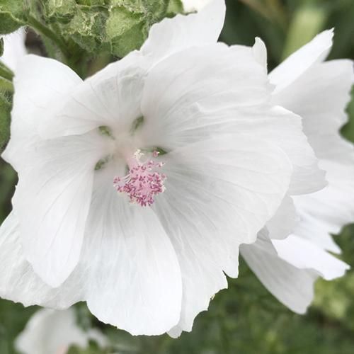 white pink flower seeds