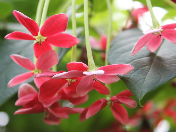 Red Combretum indicum Flower Seeds for Planting – Heirloom Non-GMO High Germination