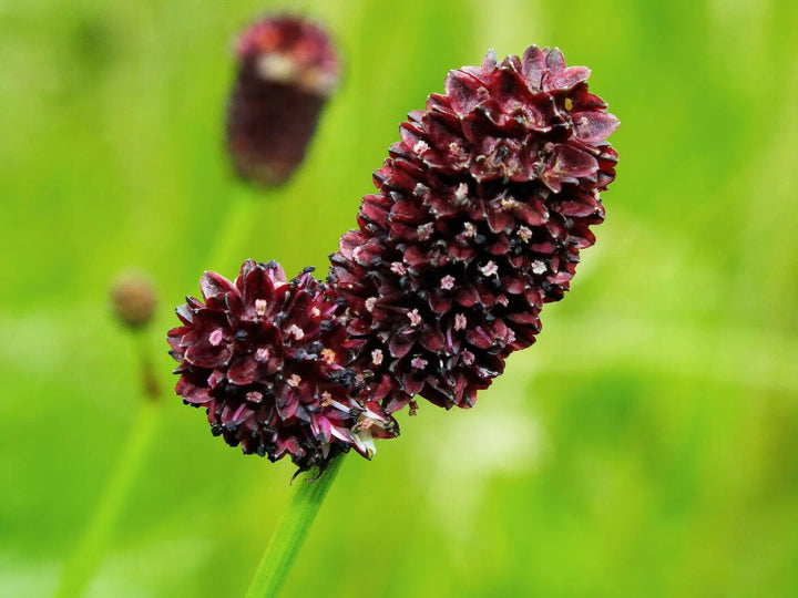 Maroon Organic Sanguisorba Flower Seeds – Heirloom, Non-GMO, High Germination Seeds