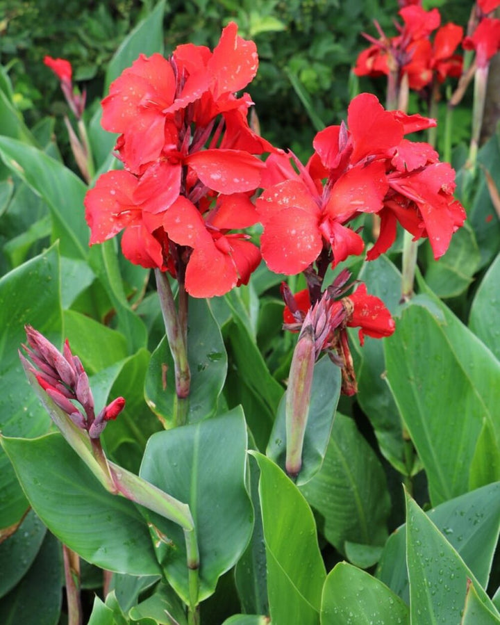 Red Canna Lily Flower Seeds – Heirloom, Non-GMO, High Germination Organic Garden Seeds