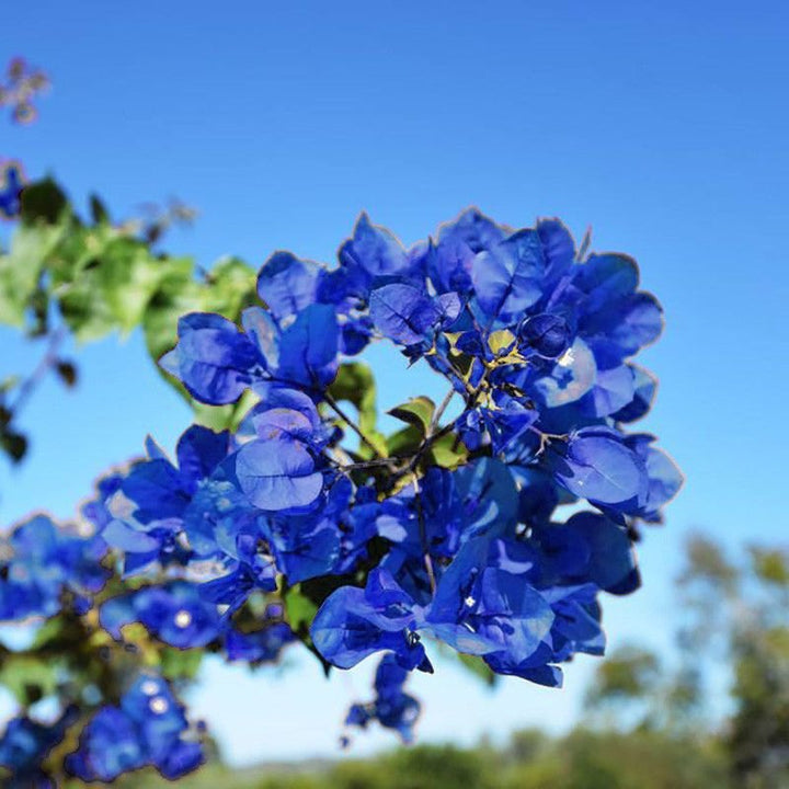 Blue Bougainvillea Flower Seeds – Heirloom Non-GMO, High Germination Organic Garden Seeds for Planting