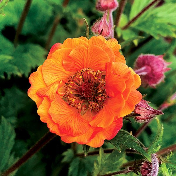 Geum Flower Seeds Orange – Heirloom, Non-GMO, High Germination Seeds for Planting