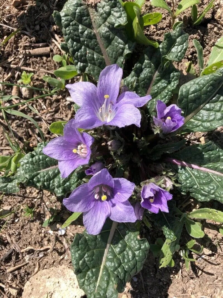 Mandragora Flower Seeds – Heirloom, Non-GMO, High Germination Seeds