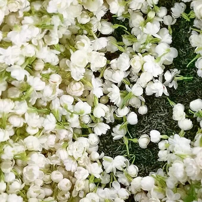 White Jasmine Flower Seeds – Heirloom, Non-GMO, High Germination Seeds