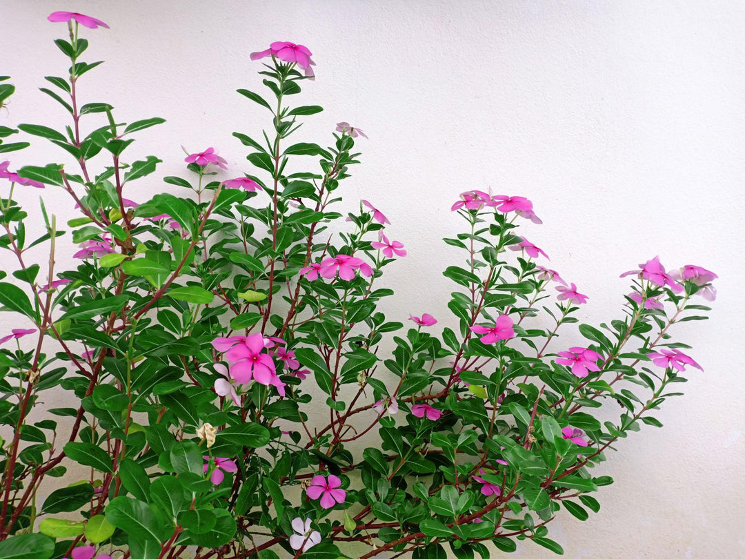 Pink Peristeria Flower Seeds – Heirloom Non-GMO High Germination Organic Garden Seeds for Planting
