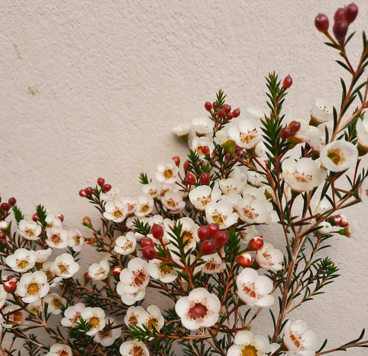 Red White Chamelaucium Flower Seeds for Planting – Heirloom Non-GMO High Germination