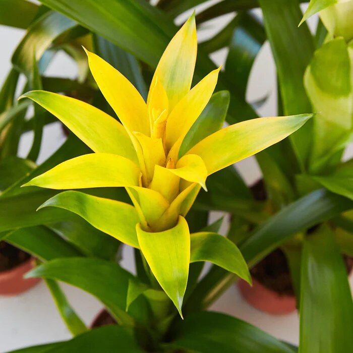 Yellow Bromeliad Flower Seeds – Heirloom, Non-GMO, High Germination, Organic Garden Seeds