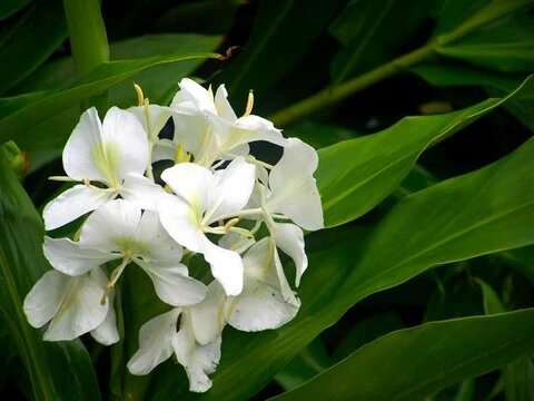 White Hedychium Flowers Seeds – Heirloom, Non-GMO, High Germination Seeds