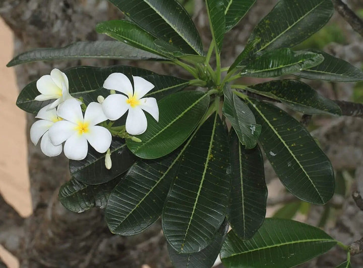 Semillas de flores obtusas – Variedad tradicional, sin transgénicos, semillas de jardinería orgánicas de alta germinación para plantar